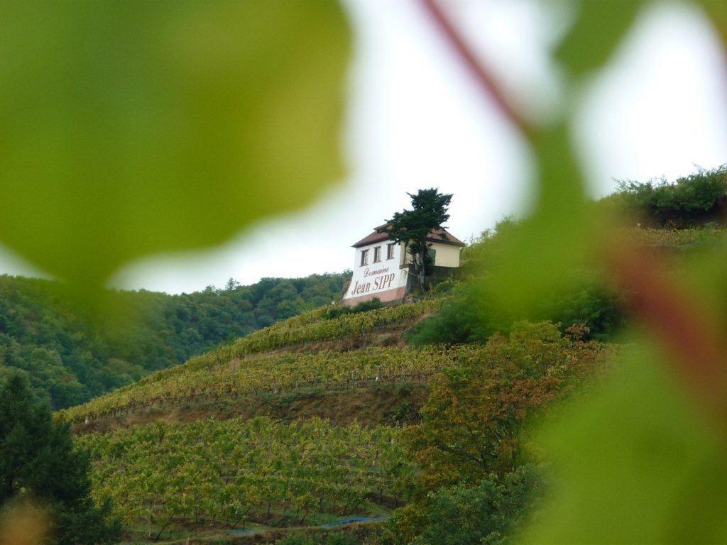 Domaine Jean Sipp Hotel Ribeauvillé Eksteriør billede